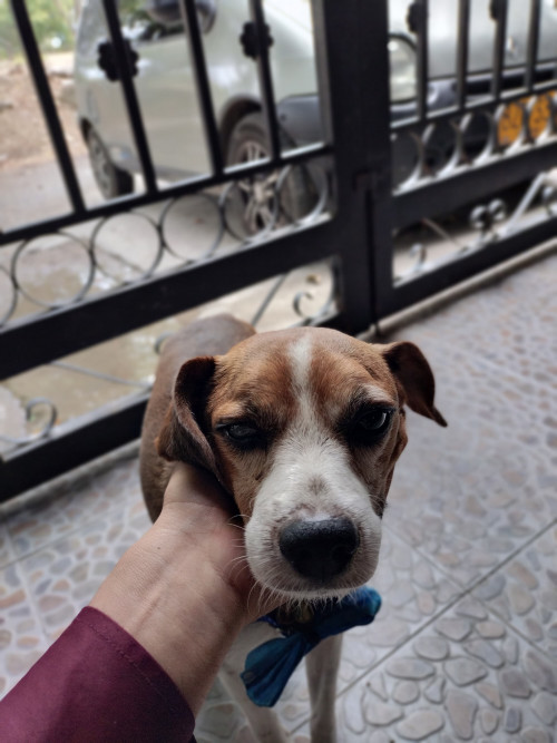 Igor