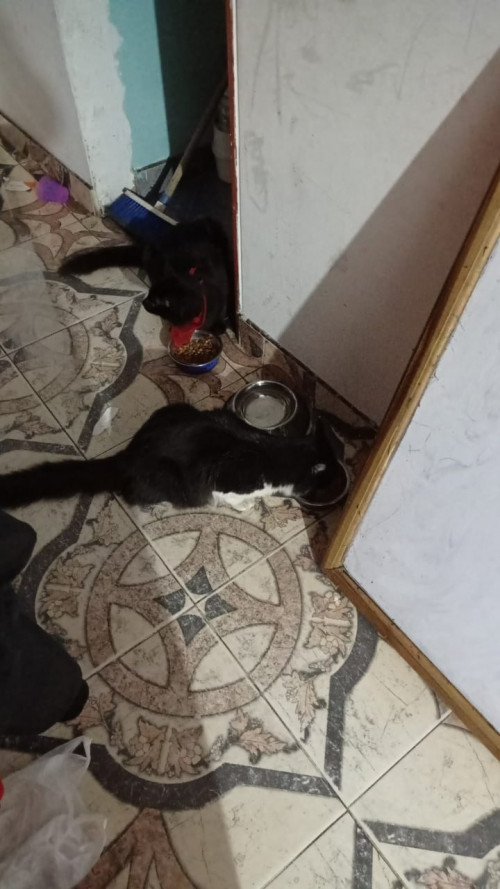 Chimuelo