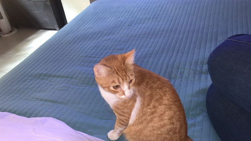 Michu