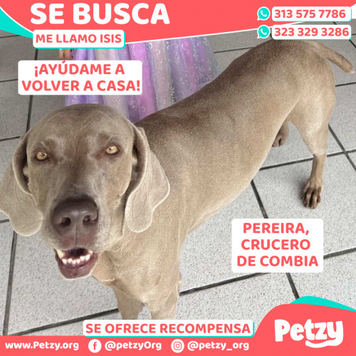 Foto de mascota Isis