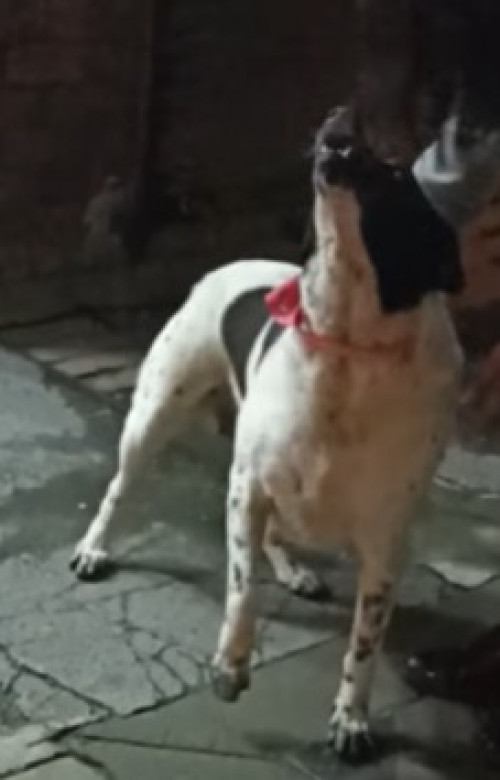Pequita