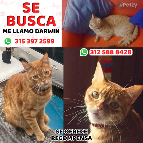 Foto de mascota Darwin