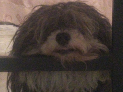 Copito
