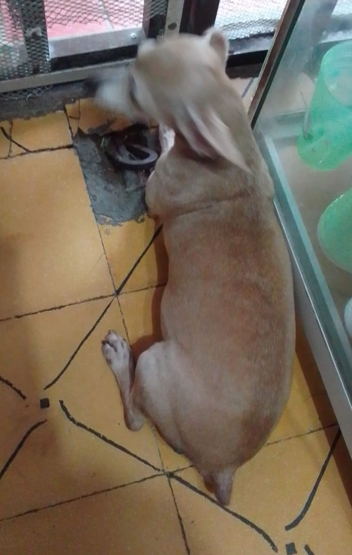 Preciosa
