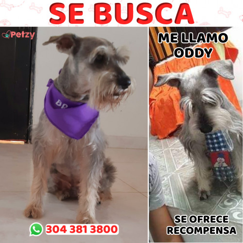 Foto de mascota Oddy