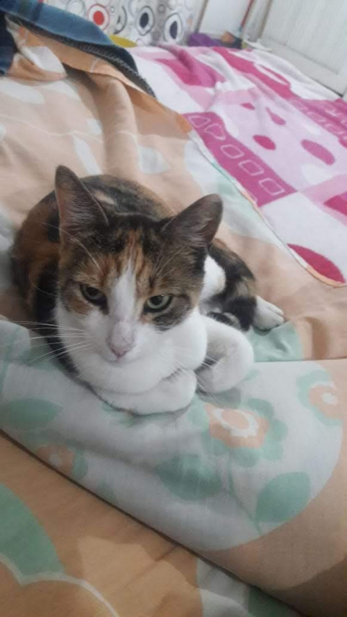 Princesa