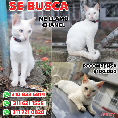 Foto de mascota Chanel