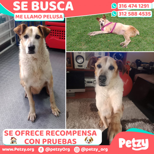 Foto de mascota Pelusa