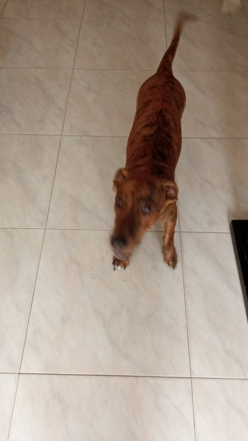 Mía