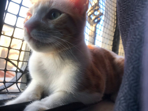Panchito