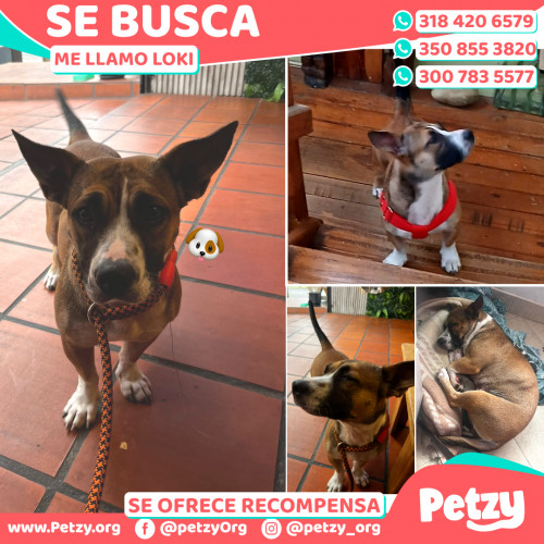 Foto de mascota Loki