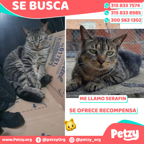 Foto de mascota Serafin