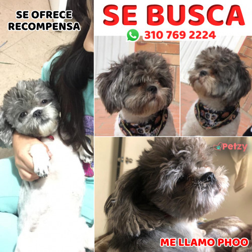 Foto de mascota Phoo