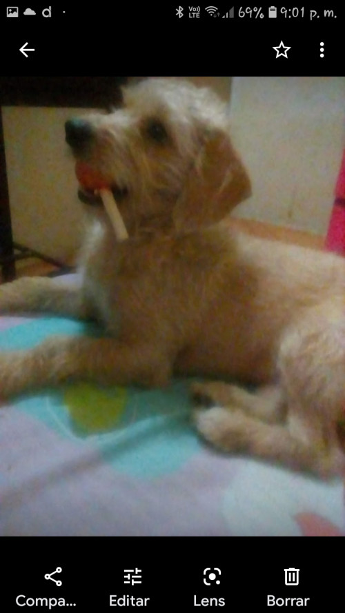 Toby