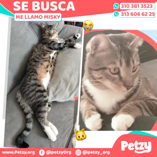 Foto de mascota Misky