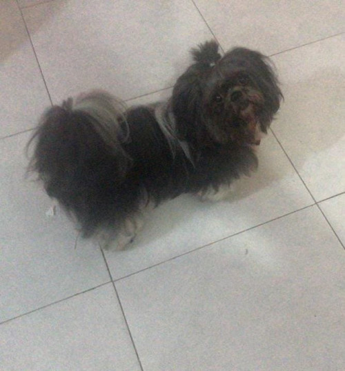 Tommy