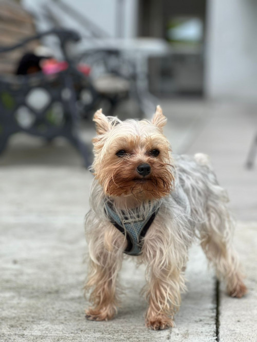 Milo