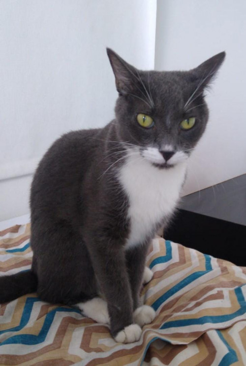 Fausto