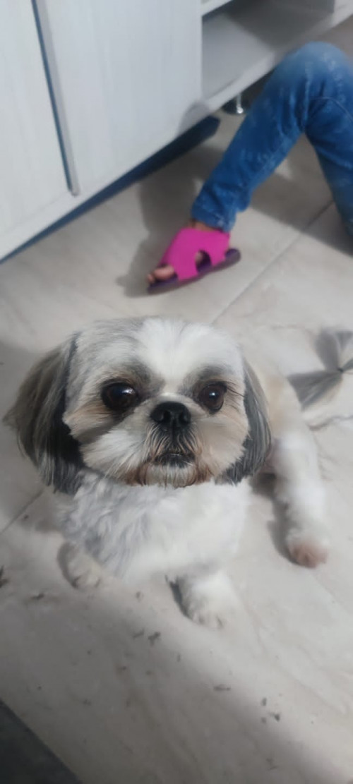Toby