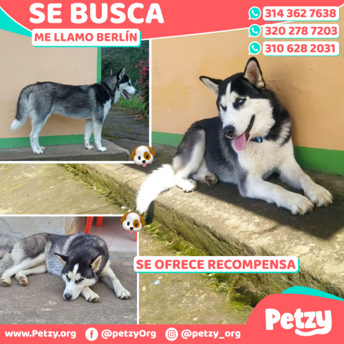 Foto de mascota Berlín