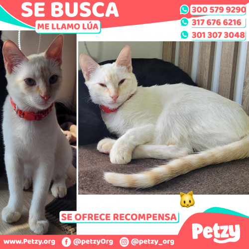 Foto de mascota Lúa