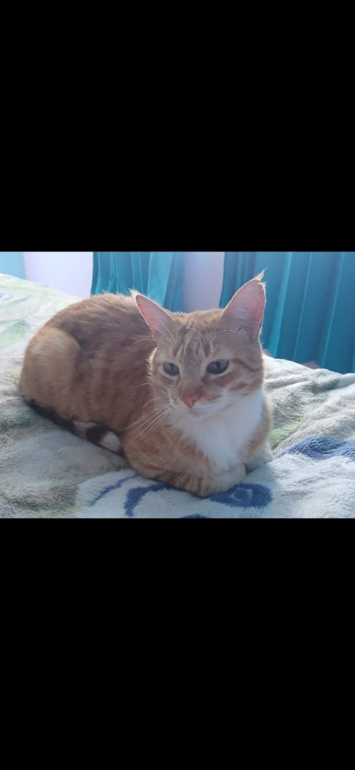 Garfield