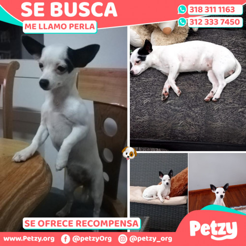 Foto de mascota Perla