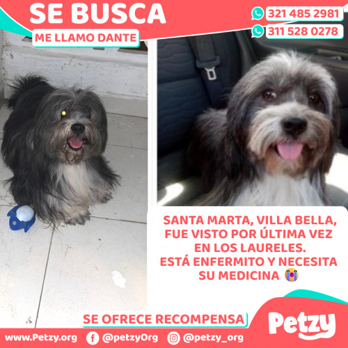 Foto de mascota Dante