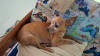 Foto de Mona en Villavicencio Meta #1