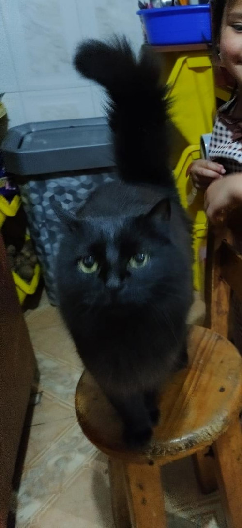 Nina