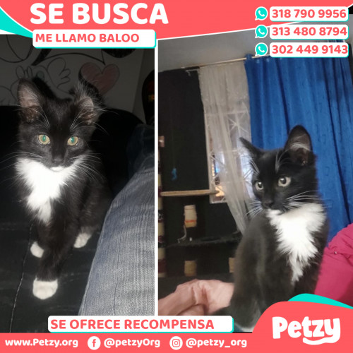 Foto de mascota Baloo