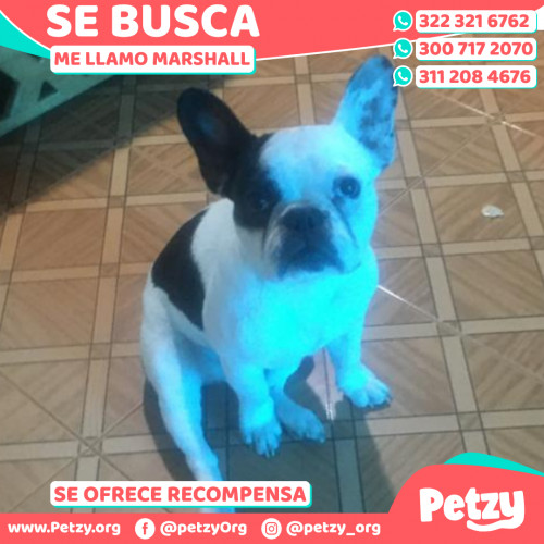 Foto de mascota Marshall