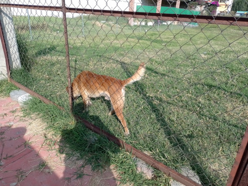 Canelito