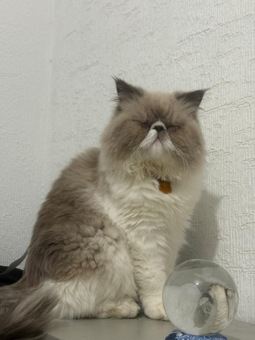 Felipe