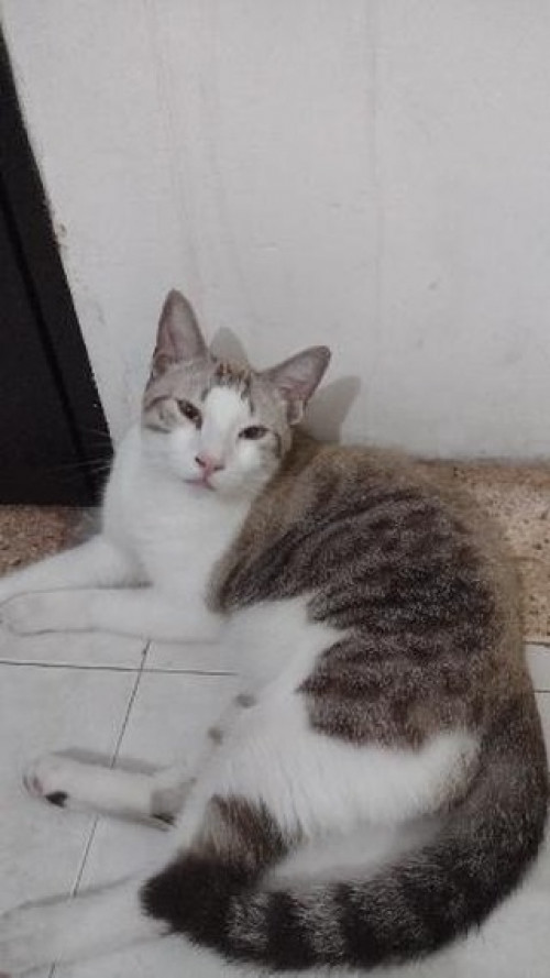 Loquito