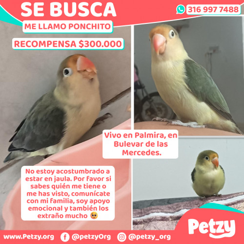 Foto de mascota Ponchito