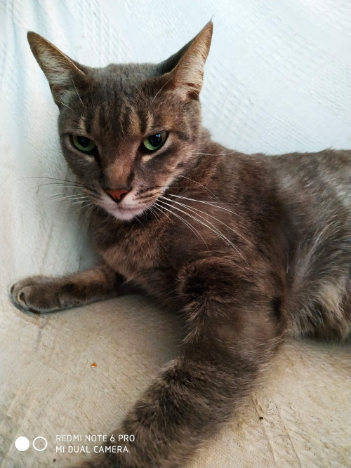 Pachá