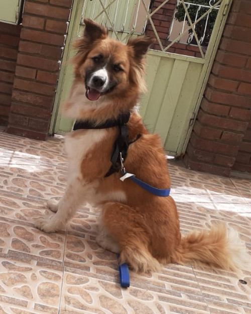 Balto