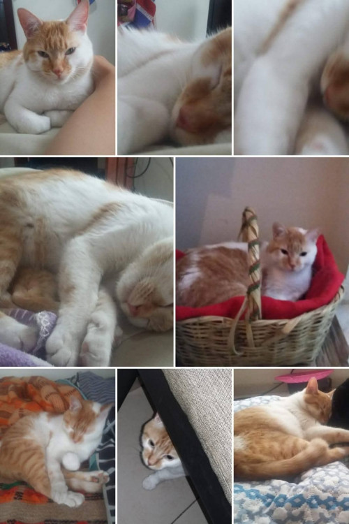 Tora