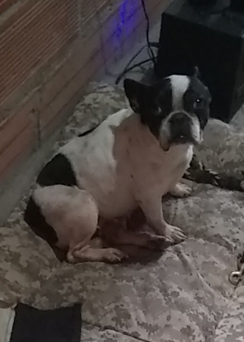 Perla