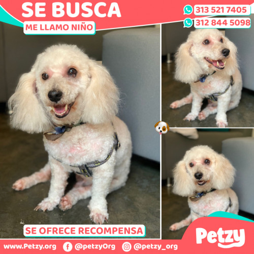 Foto de mascota Niño