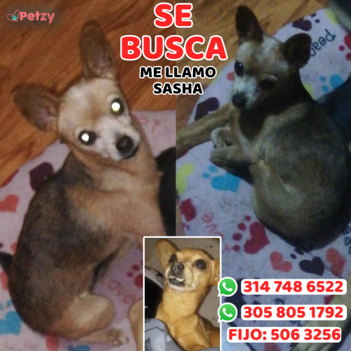 Foto de mascota Sasha