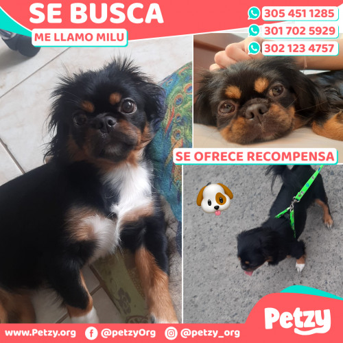 Foto de mascota Milu