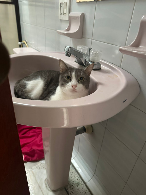 Albus