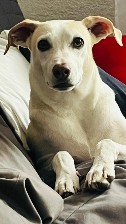 Loky