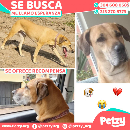 Foto de mascota Esperanza