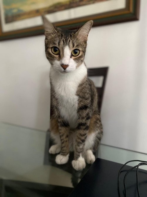 Patacón