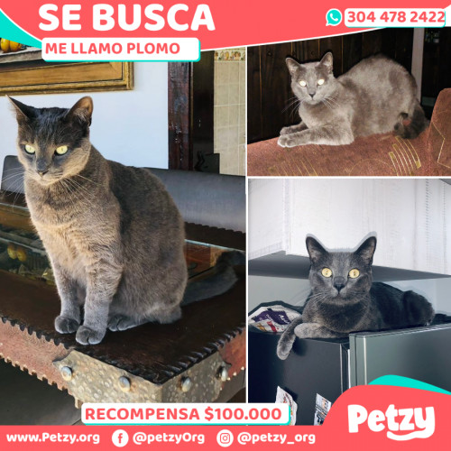 Foto de mascota Plomo