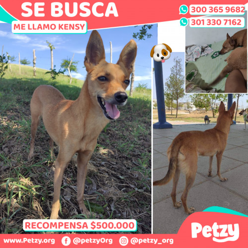 Foto de mascota Kensy
