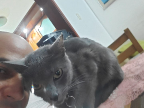 Nika